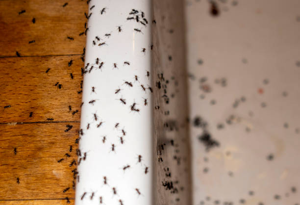 Bird Control in Dade City, FL